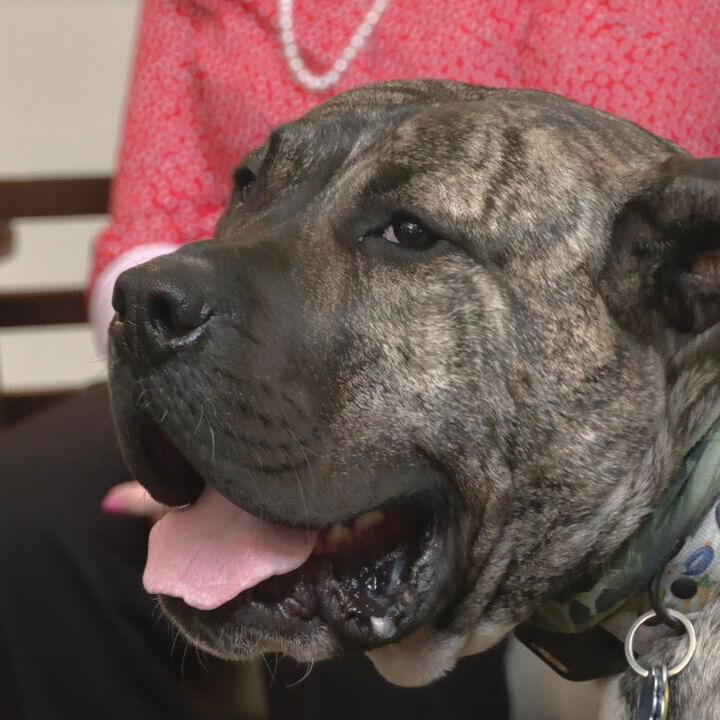 Ethan the dog up for national award